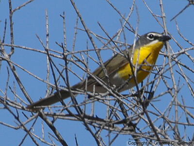 Yellow-breasted Chat (Icteria virens) - Adult