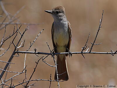 Ash-throated Flycatcher (Myiarchus cinerascens) - Adult