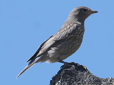 Western Bluebird (Sialia mexicana) - Juvenile