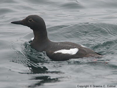 Pigeon Guillemot (Cepphus columba) - Adult