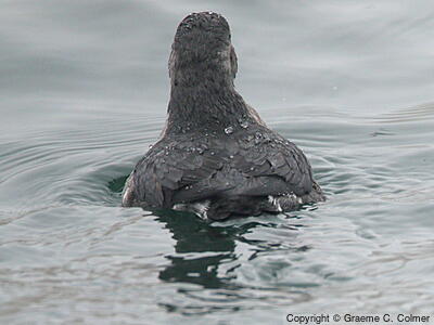 Cassin's Auklet (Ptychoramphus aleuticus) - Adult
