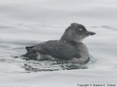 Cassin's Auklet (Ptychoramphus aleuticus) - Adult