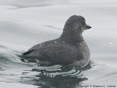 Cassin's Auklet (Ptychoramphus aleuticus) - Adult
