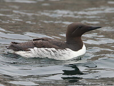 Common Murre (Uria aalge) - Breeding Adult
