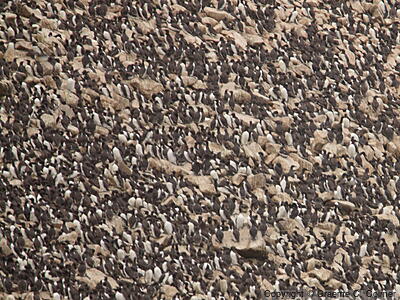 Common Murre (Uria aalge) - Breeding Colony