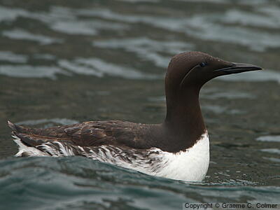 Common Murre (Uria aalge) - Breeding Adult