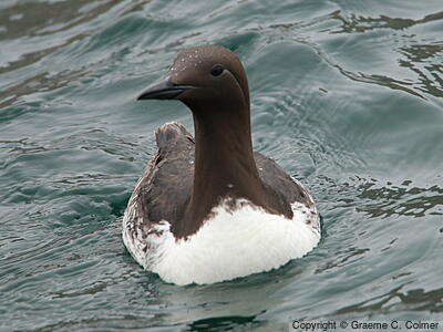 Common Murre (Uria aalge) - Breeding Adult