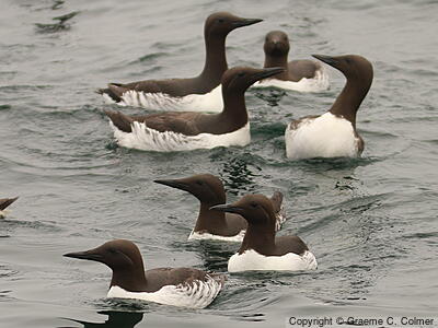 Common Murre (Uria aalge) - Breeding Adults