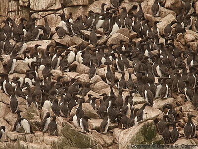 Common Murre (Uria aalge) - Breeding Colony