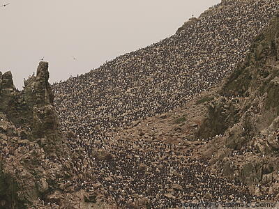 Common Murre (Uria aalge) - Breeding Colony