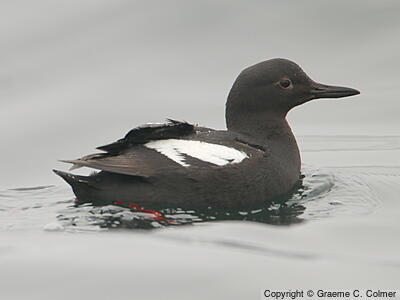 Pigeon Guillemot (Cepphus columba) - Adult