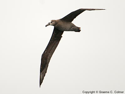 Black-footed Albatross (Phoebastria nigripes) - Adult