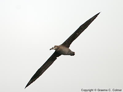 Black-footed Albatross (Phoebastria nigripes) - Adult