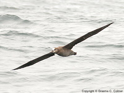 Black-footed Albatross (Phoebastria nigripes) - Adult