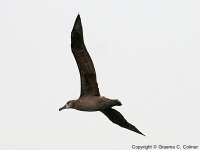 Black-footed Albatross (Phoebastria nigripes) - Adult