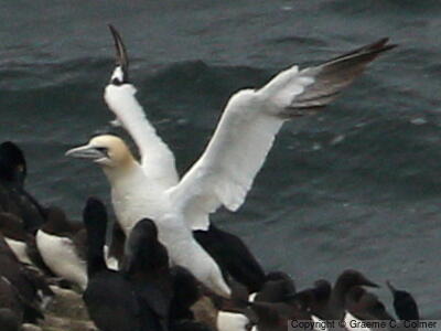 Northern Gannet (Morus bassanus) - Adult