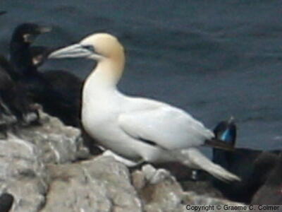 Northern Gannet (Morus bassanus) - Adult