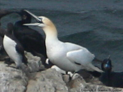 Northern Gannet (Morus bassanus) - Adult