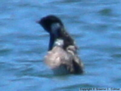 Ancient Murrelet (Synthliboramphus antiquus) - Adult