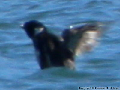 Ancient Murrelet (Synthliboramphus antiquus) - Adult