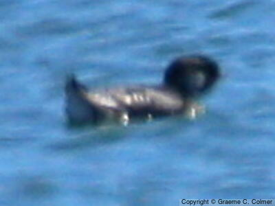 Ancient Murrelet (Synthliboramphus antiquus) - Adult