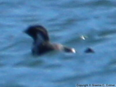 Ancient Murrelet (Synthliboramphus antiquus) - Adult