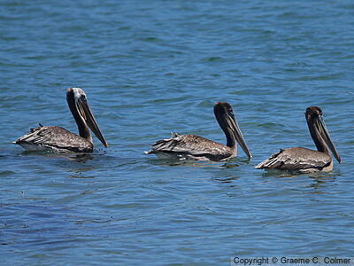 Brown Pelican (Pelecanus occidentalis) - Adult and Juveniles