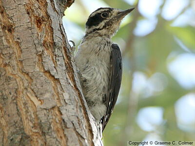 Downy Woodpecker (Dryobates pubescens) - Adult female