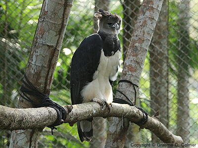 Harpy Eagle (Harpia harpyja) - Adult
