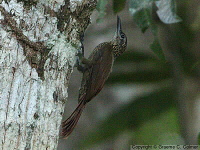 Cocoa Woodcreeper (Xiphorhynchus susurrans) - Adult
