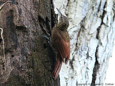 Cocoa Woodcreeper (Xiphorhynchus susurrans) - Adult