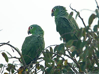 Red-lored Parrot (Amazona autumnalis) - Adults