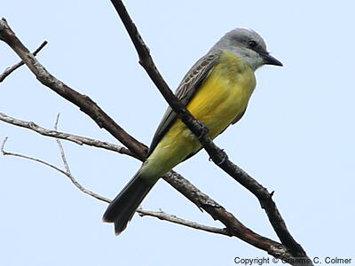 Tropical Kingbird (Tyrannus melancholicus) - Adult
