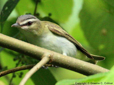Red-eyed Vireo (Vireo olivaceus) - Adult