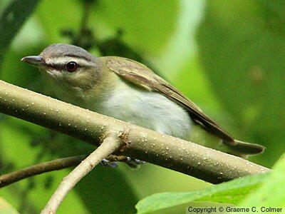 Red-eyed Vireo (Vireo olivaceus) - Adult