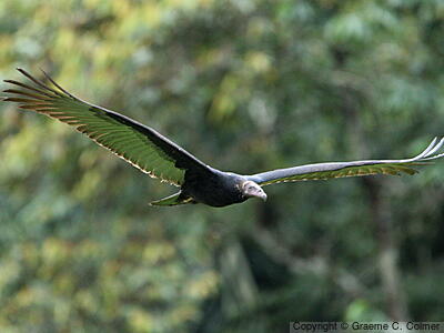 Turkey Vulture (Cathartes aura) - Immature (tropical)