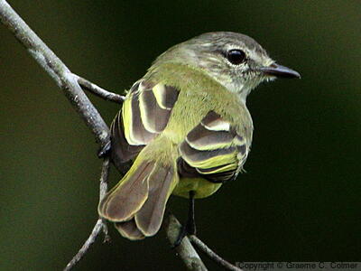 Forest Elaenia (Myiopagis gaimardii) - Adult