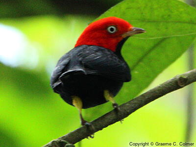 Red-capped Manakin (Ceratopipra mentalis) - Adult male