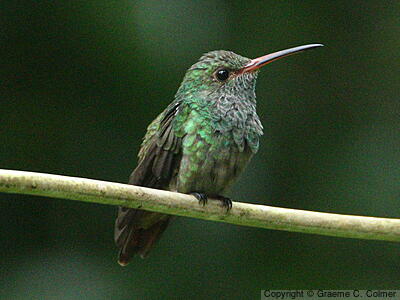 Rufous-tailed Hummingbird (Amazilia tzacatl) - Adult