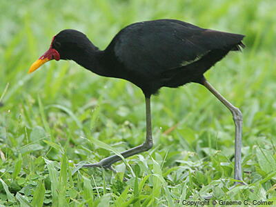 Wattled Jacana (Jacana jacana) - Adult