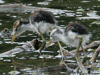 Wattled Jacana (Jacana jacana) - Juveniles