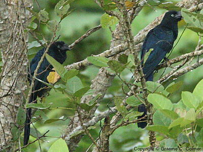 Greater Ani (Crotophaga major) - Adults
