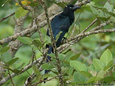 Greater Ani (Crotophaga major) - Adult
