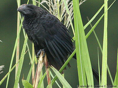 Smooth-billed Ani (Crotophaga ani) - Adult