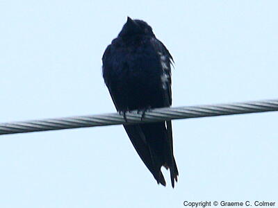 Purple Martin (Progne subis) - Adult