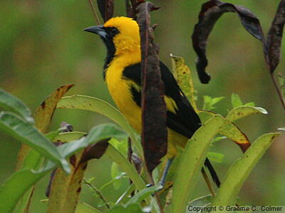 Yellow-tailed Oriole (Icterus mesomelas) - Adult male