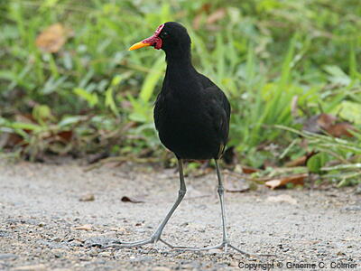 Wattled Jacana (Jacana jacana) - Adult