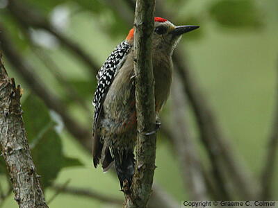 Red-crowned Woodpecker (Melanerpes rubricapillus) - Adult male