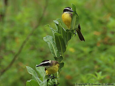 Lesser Kiskadee (Philohydor lictor) - Adults