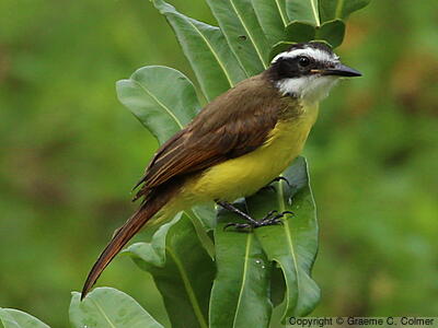 Lesser Kiskadee (Philohydor lictor) - Adult